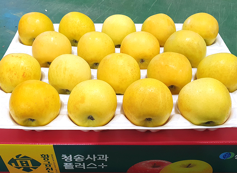 청송 진 황금사과 10kg (44과 이내)