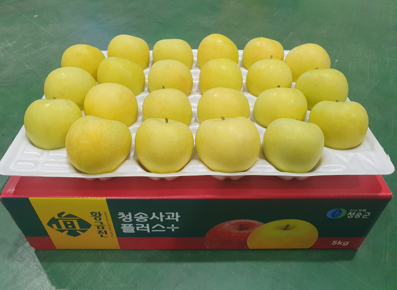 청송 진 황금사과 5kg (22과 이내)