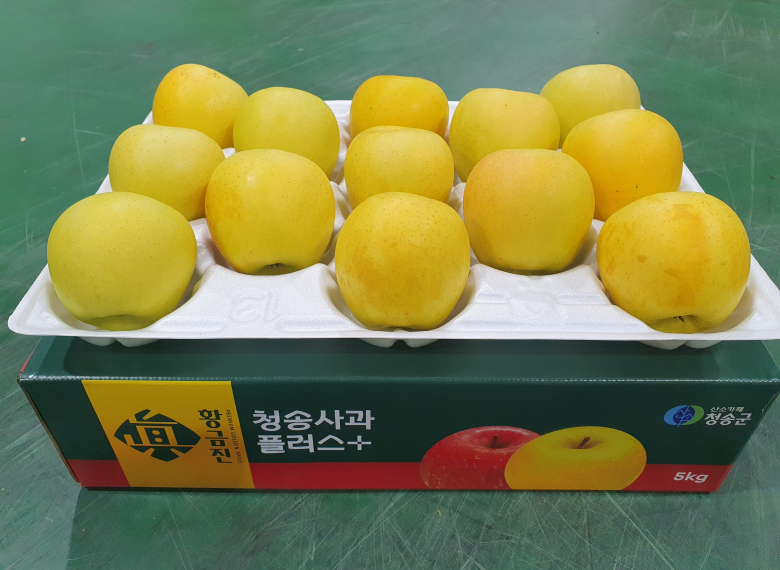 청송 진 황금사과 10kg (26과 이내)