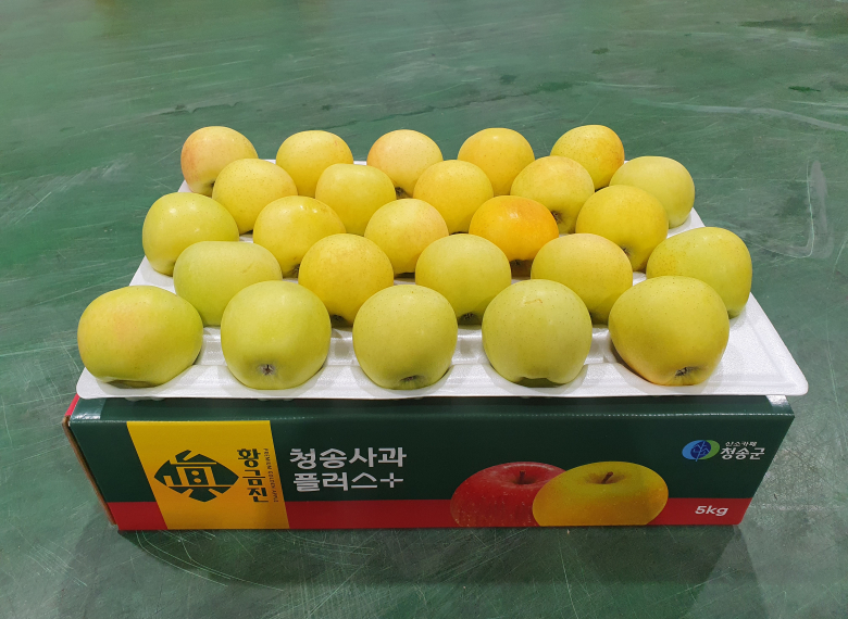 청송 진 황금사과 10kg (50과 이내)